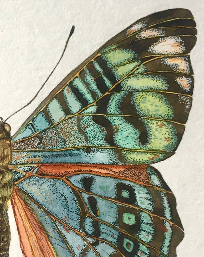 Procilla Beauty Butterfly