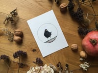 Image 2 of Eurasian Blackbirds