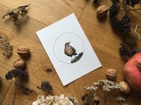 Image 3 of Eurasian Blackbirds