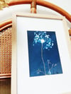 Cyanotype rebrodé au fil doré