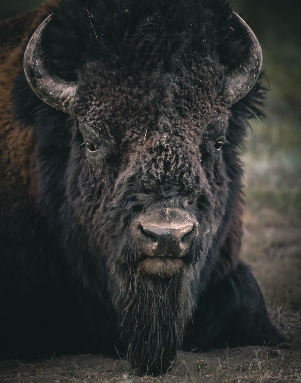 Image of Yellowstone Giant