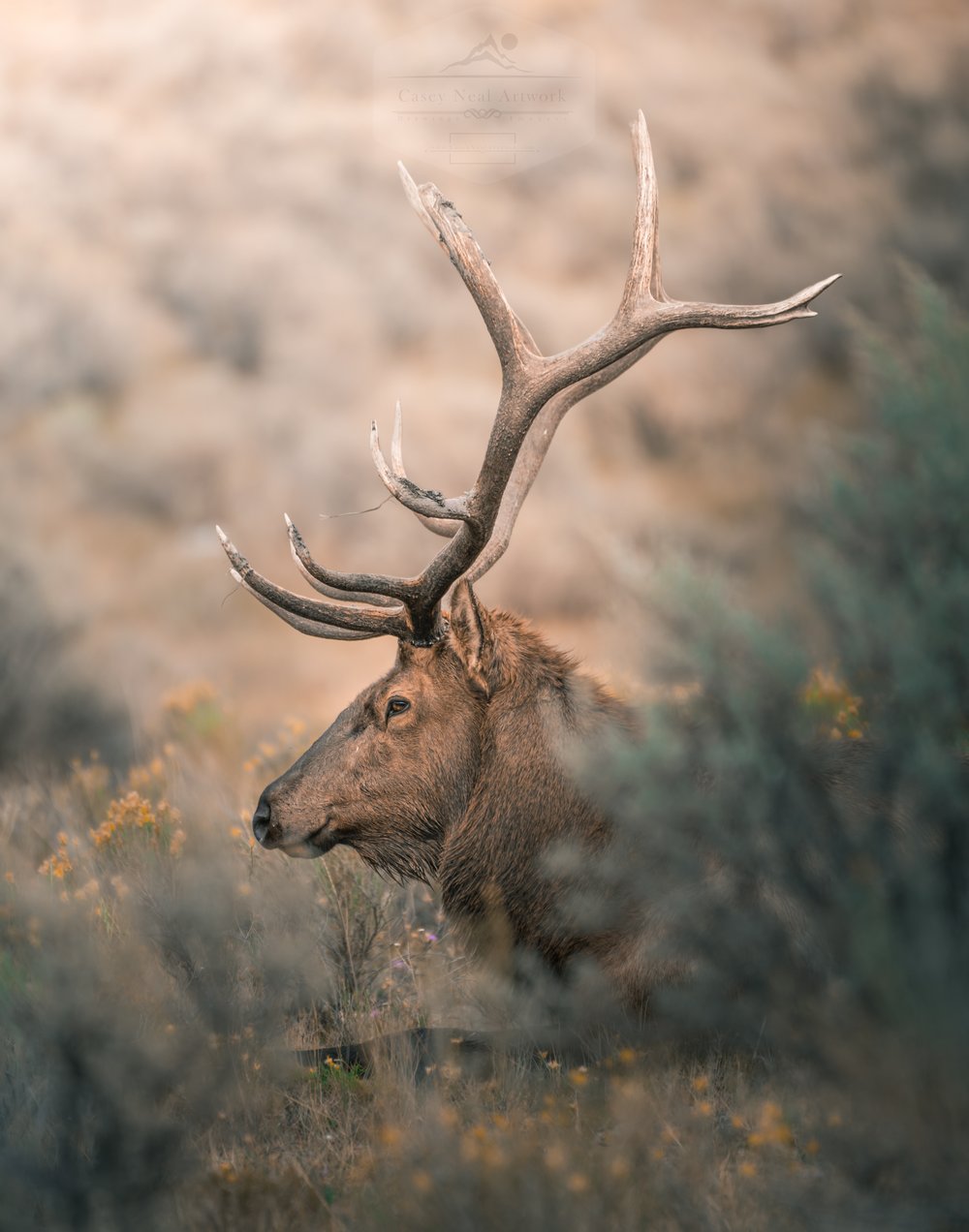 Image of Forest King