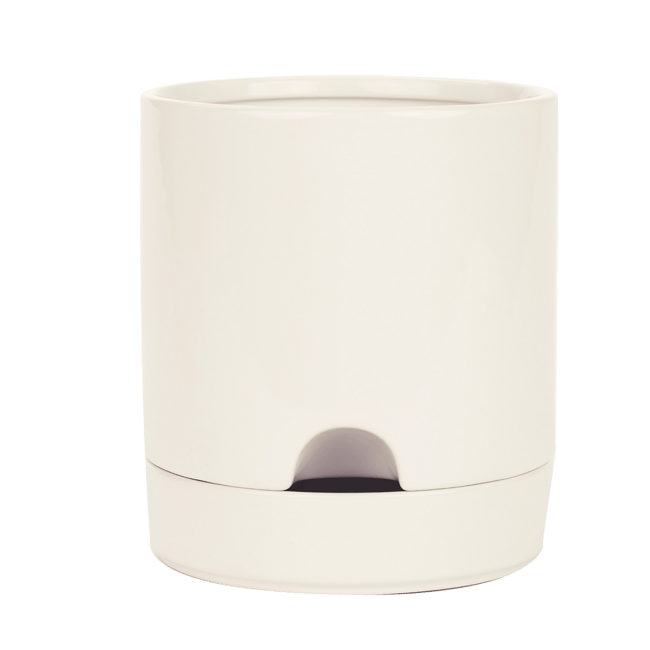 VERVE WHITE