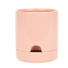 VERVE PINK