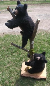 Image 2 of 20"Large Black Bear Cub