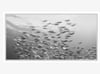 SWARM  -  Canvas print (Ready to hang) with float frame options.