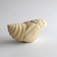 Image 2 of Spittlebug