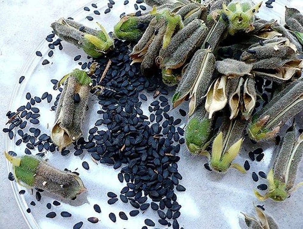 HIGH PROTEIN Raw-UNheated-Fine Pressed-Black/White Sesame Seeds & Protein Powder-Muscle-Gains