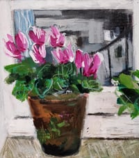 Windowsill Cyclamen 