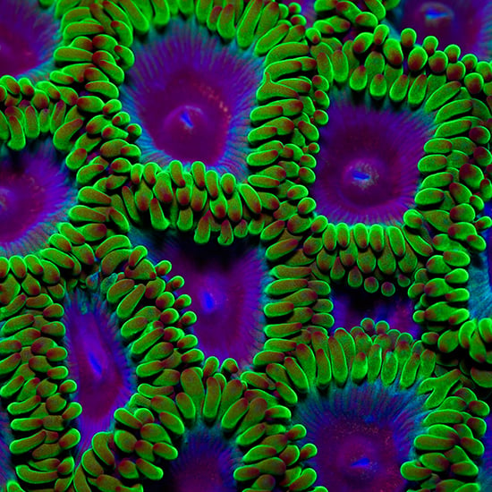 Image of Zoanthid Colony Print (Open Edition)