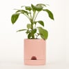 VERVE PINK