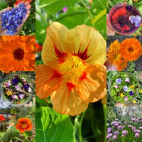 Edible Flower Self Seeder Collection 