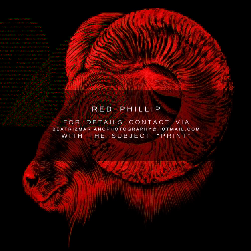 Image of RED PHILLIP