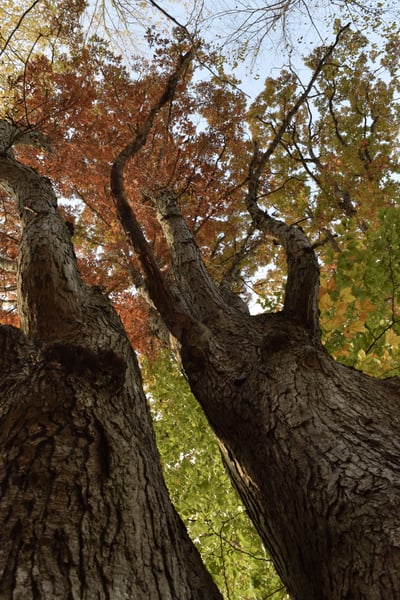 Image of Oak Tree in Fall