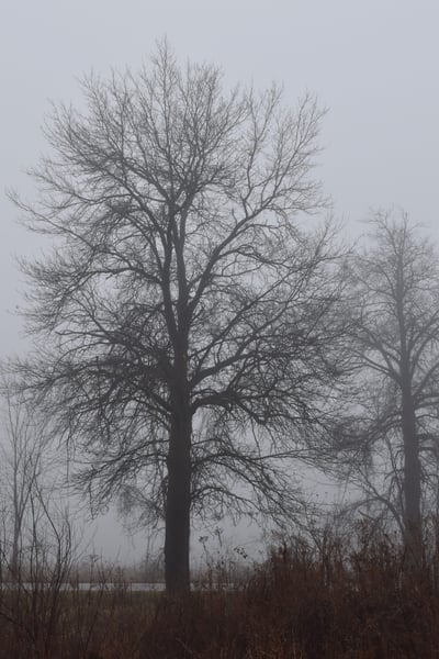 Image of Oak Tree in the Mist