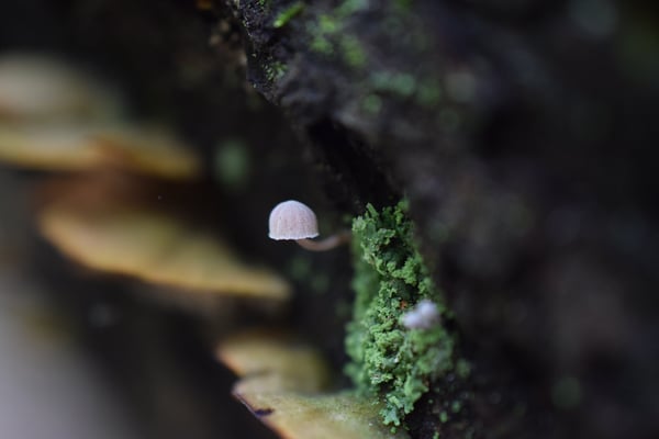 Image of Miniature Mushroom