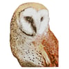 Barn Owl, Reduction Linocut