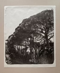 Image 2 of Beyond the pines