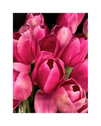 Pink Tulips 