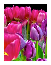 Purple and Pink Spring Tulips 