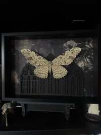 Image 1 of White witch moth