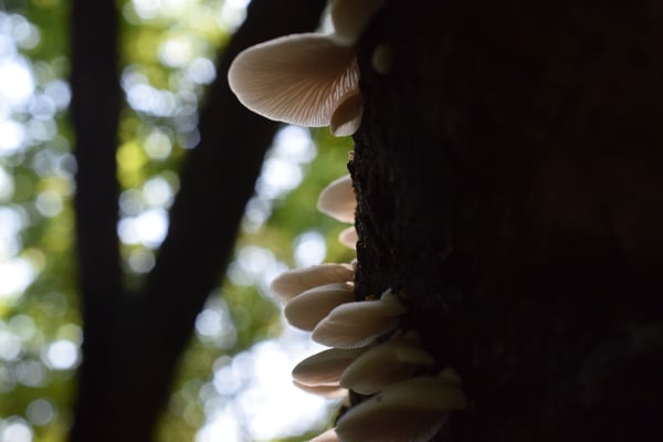 Image of Mushrooms in the Woods