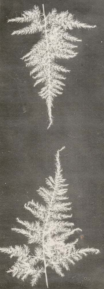 Image of Anonymous: photogram of fern, ca. 1940