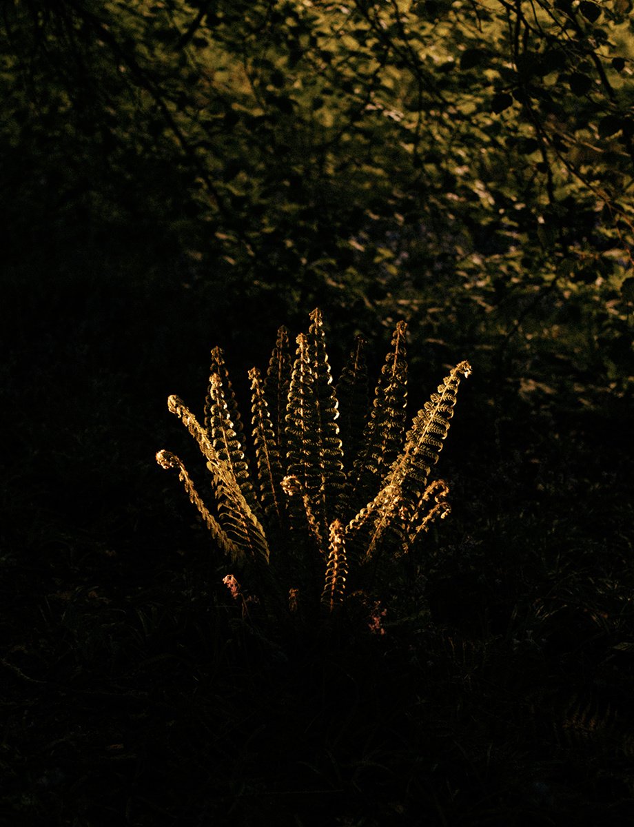 Magic Hour