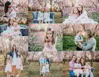 Image 4 of 3/8 Spring Peach Blossom Sessions
