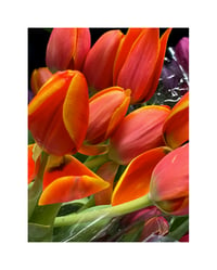 Orange tulips 