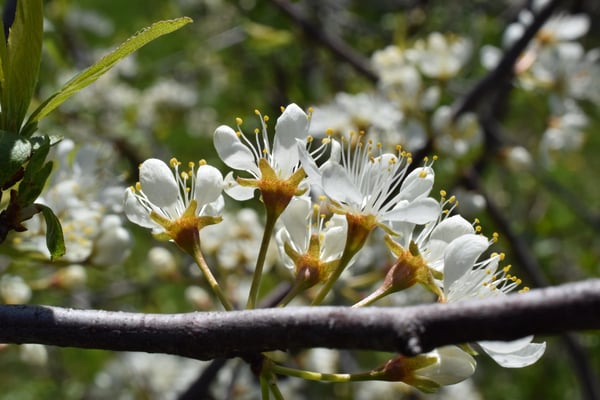 Image of Wild  Plum Blossoms