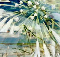 Image 3 of An Oasis for my Soul