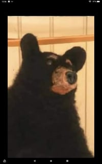 Image 1 of 10" Small black bear cub