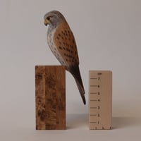 Image 1 of Kestrel