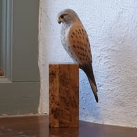 Image 5 of Kestrel