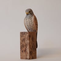 Image 3 of Kestrel