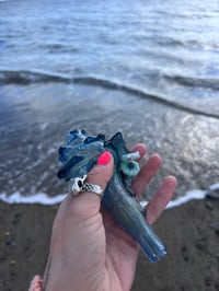 conch shell 