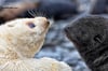 Yin-Yang Fur Seal Pups
