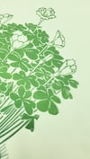 Wood Sorrel