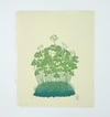 Wood Sorrel