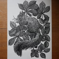 Image 1 of Squirrel in the Leaves