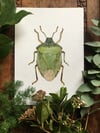 Stink Bug