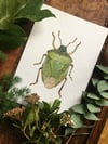Stink Bug