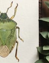 Stink Bug