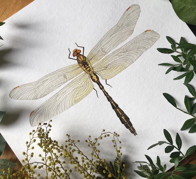 Club-Tailed Dragonfly