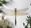 Club-Tailed Dragonfly
