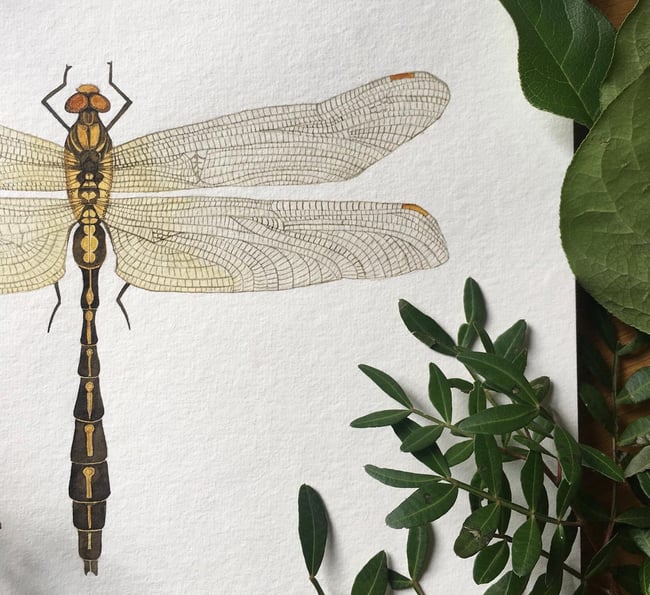 Club-Tailed Dragonfly