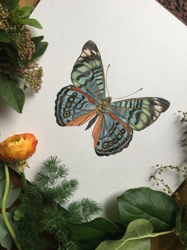 Procilla Beauty Butterfly