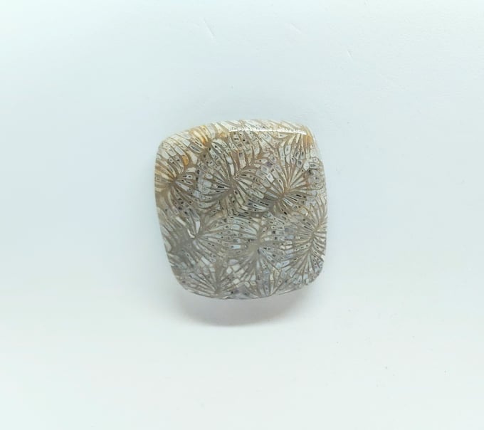 Image of Fossilized Coral #22-604