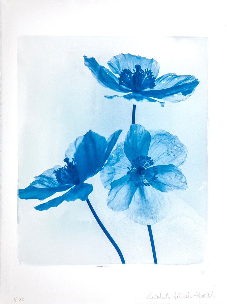 Image of Elisabeth Scheder-Bieschin Drei Mohnblumen (Three Poppies) 2021